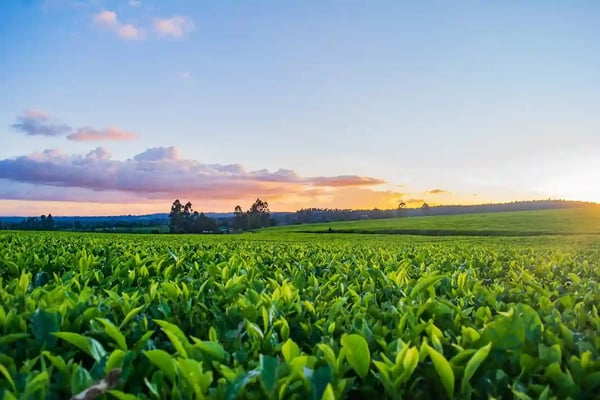 plantação no campo com céu ao fundo
