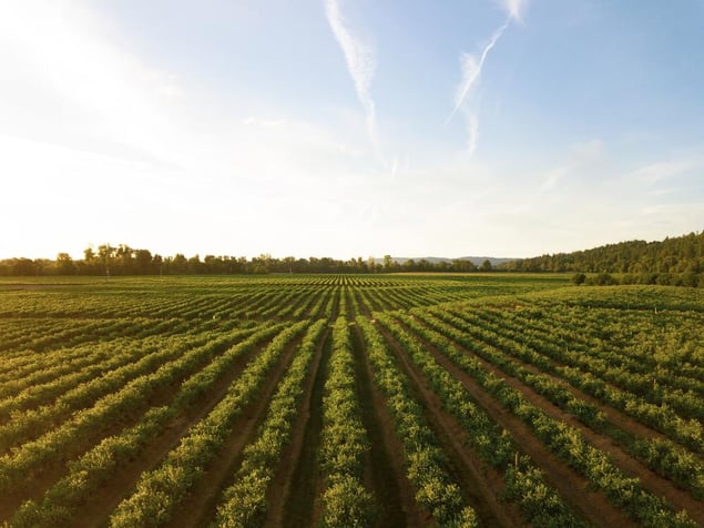 campo aberto com plantações e horizonte com céu azul